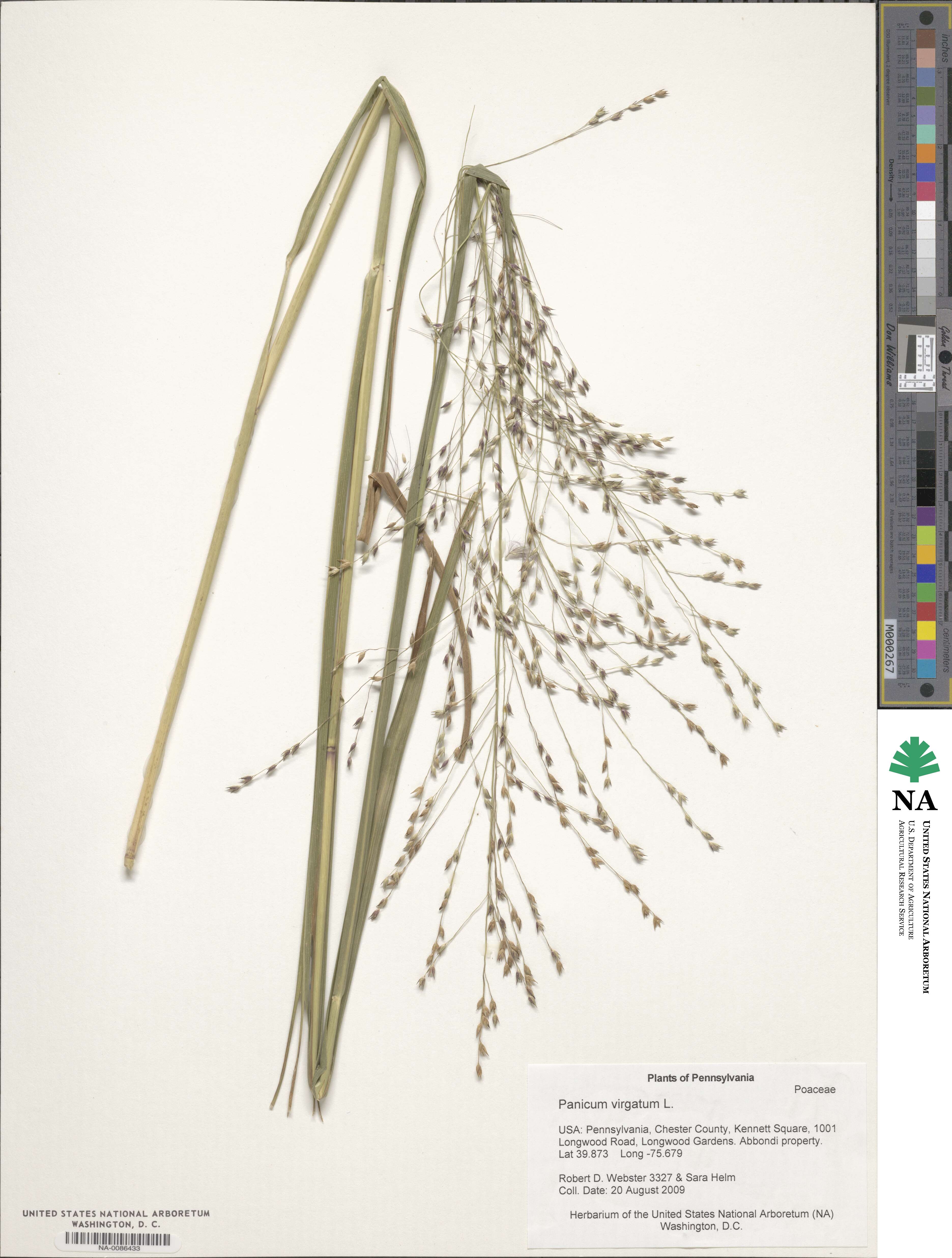 Panicum virgatum image