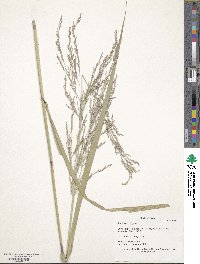 Panicum virgatum image