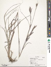 Andropogon gerardi image