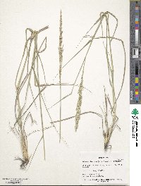 Tridens albescens image