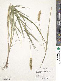 Setaria pumila image