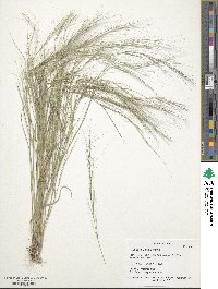 Aristida oligantha image