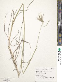 Bothriochloa ischaemum image