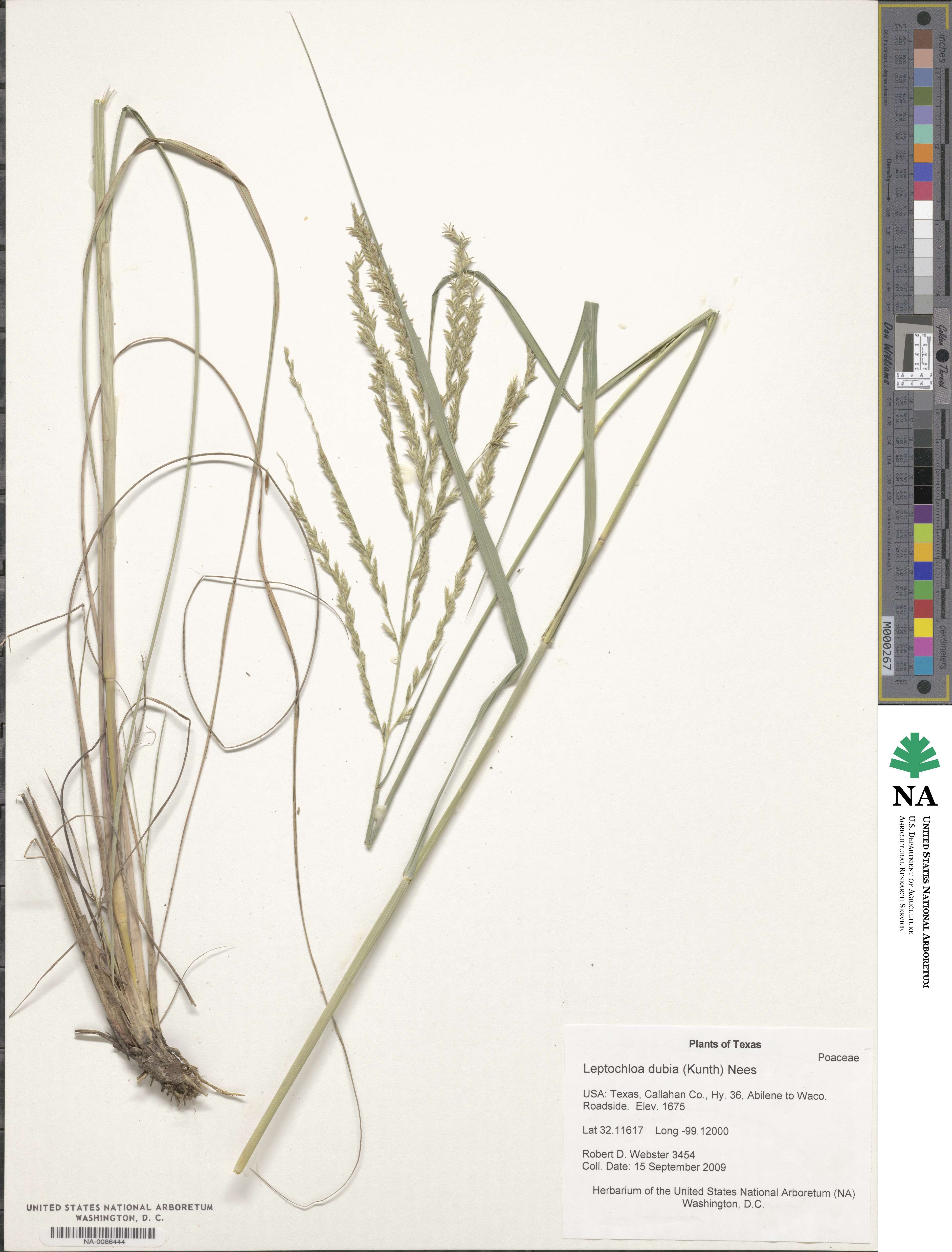 Disakisperma dubium image