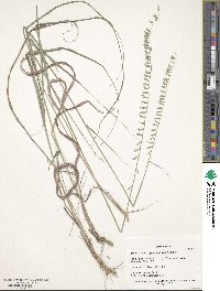 Bouteloua curtipendula image