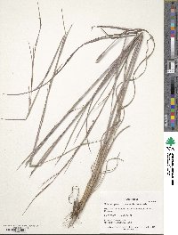 Schizachyrium scoparium image