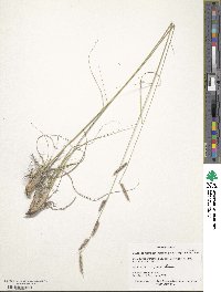 Bouteloua pectinata image