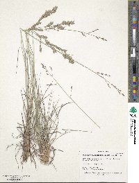 Eragrostis secundiflora image