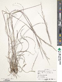 Schizachyrium scoparium image