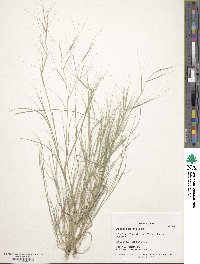 Aristida oligantha image