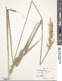 Sorghastrum nutans image