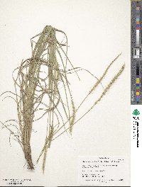 Image of Setaria leucopila