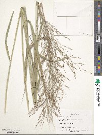 Panicum virgatum image