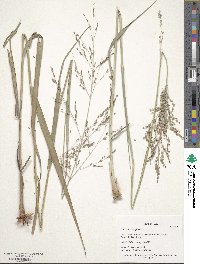 Panicum virgatum image