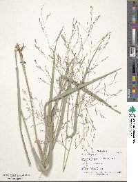 Panicum virgatum image