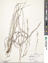 Schizachyrium scoparium image