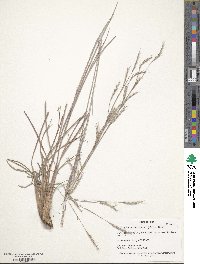 Schizachyrium scoparium image