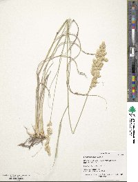 Eragrostis superba image