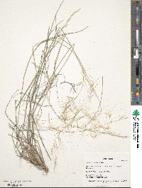 Aristida purpurea image