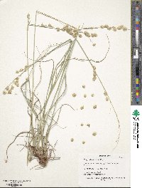 Eragrostis superba image