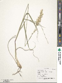 Eragrostis superba image