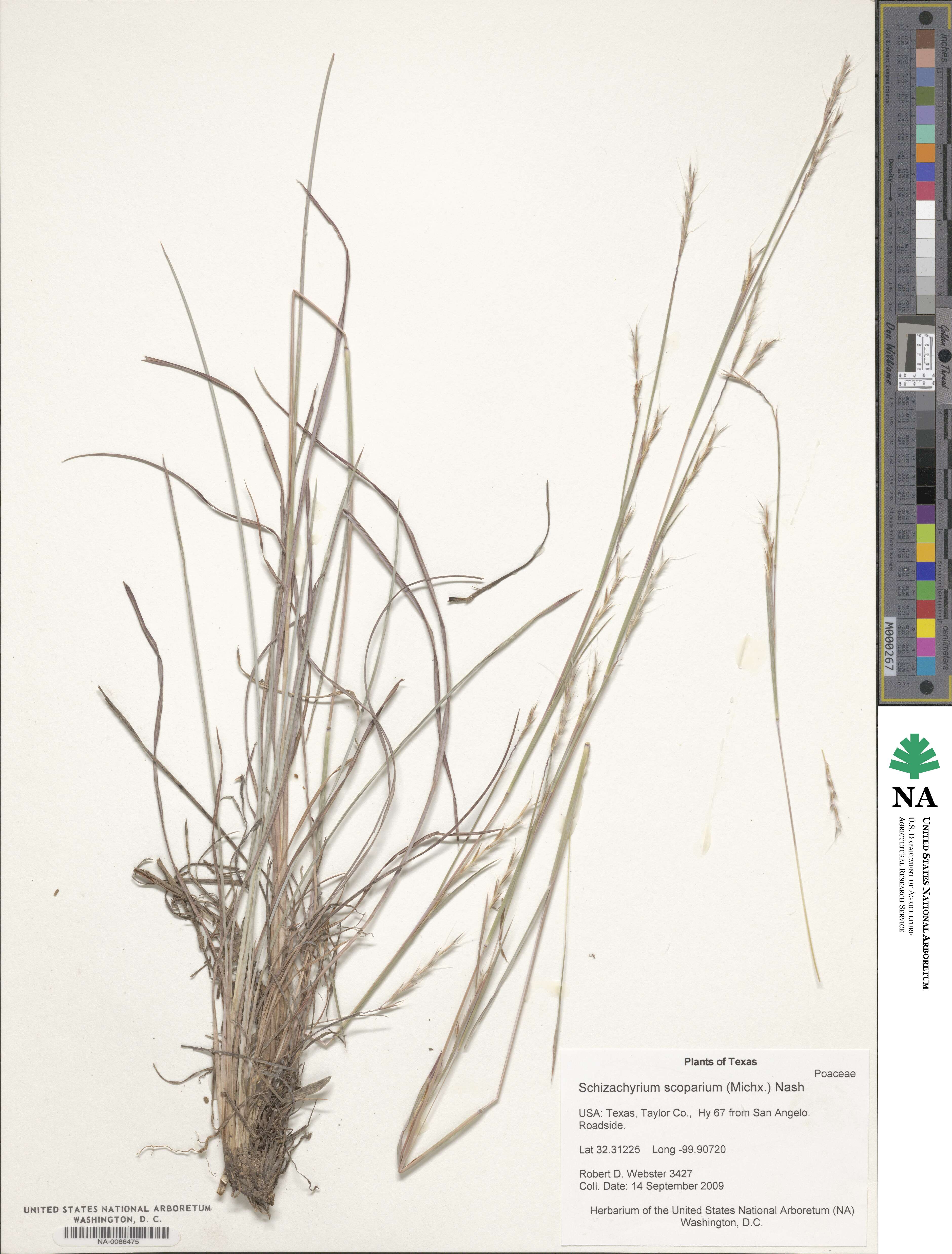 Schizachyrium scoparium image