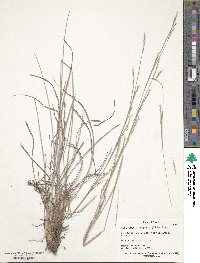 Schizachyrium scoparium image