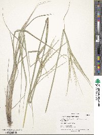 Disakisperma dubium image