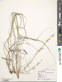 Eragrostis superba image