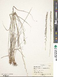 Image of Bouteloua uniflora