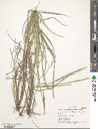 Setaria leucopila image