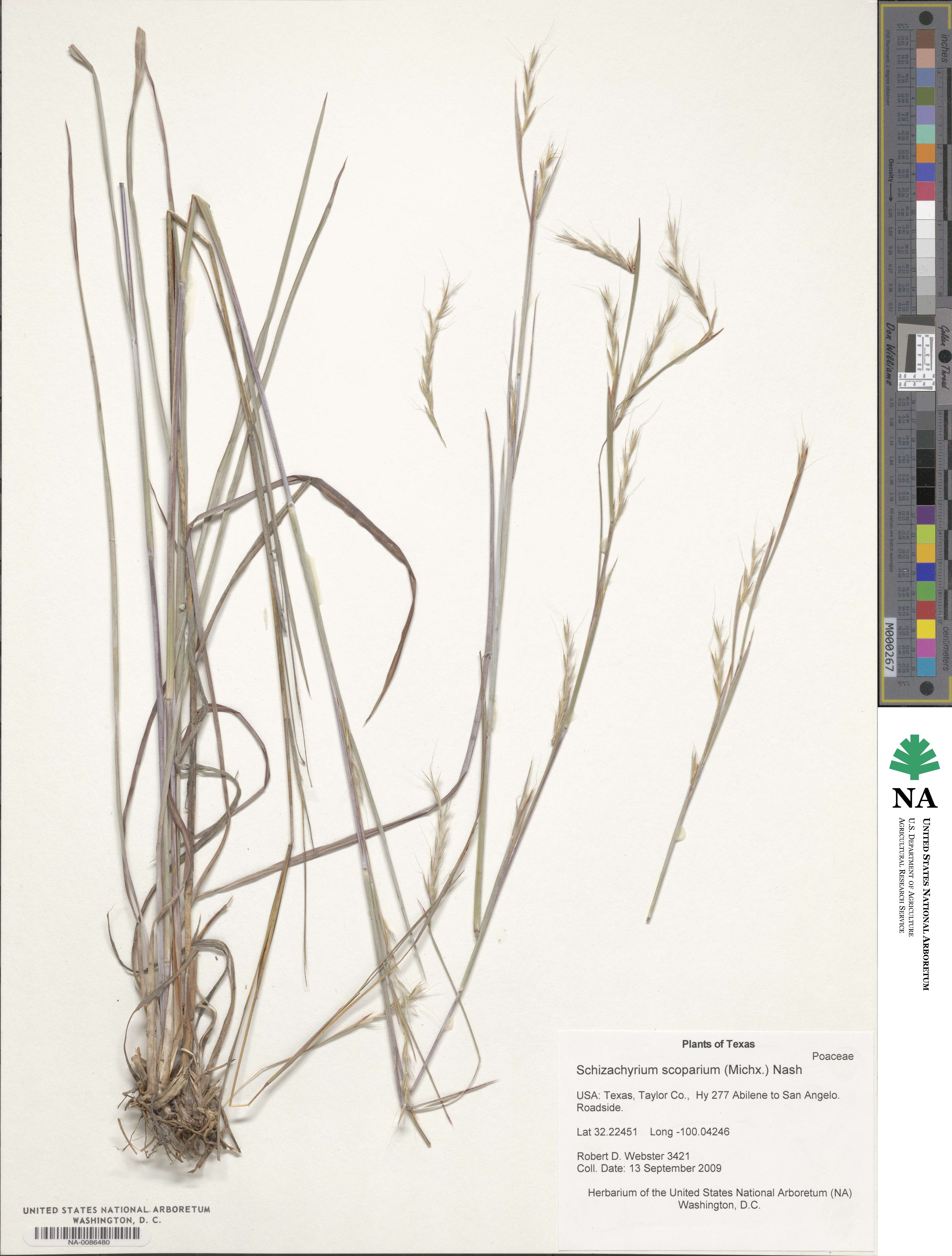 Schizachyrium scoparium image