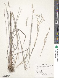 Schizachyrium scoparium image