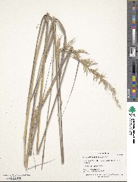 Sorghastrum nutans image