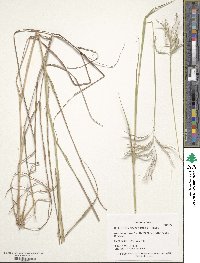 Bothriochloa bladhii image