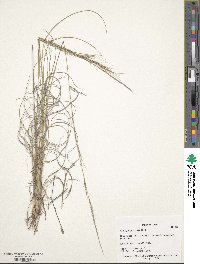 Aristida purpurea image