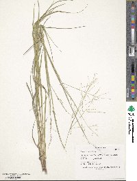 Panicum coloratum image