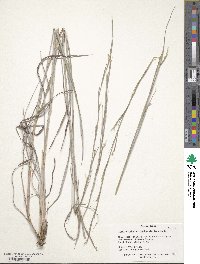 Schizachyrium scoparium image