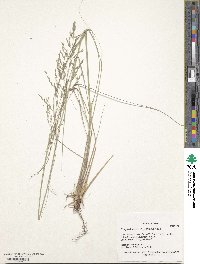 Eragrostis curvula image