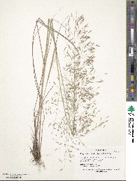 Eragrostis trichodes image