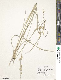 Eragrostis superba image