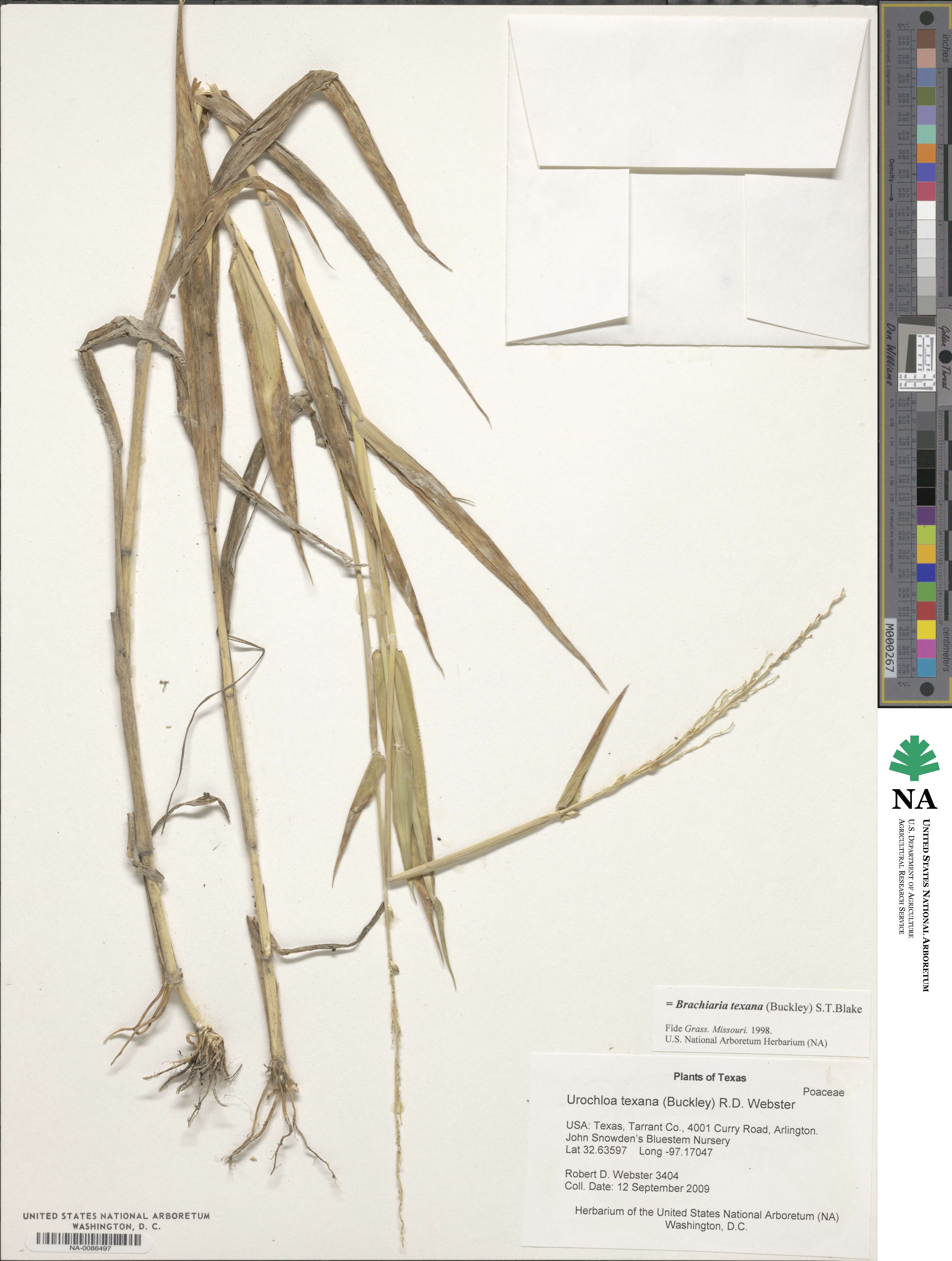 Urochloa texana image