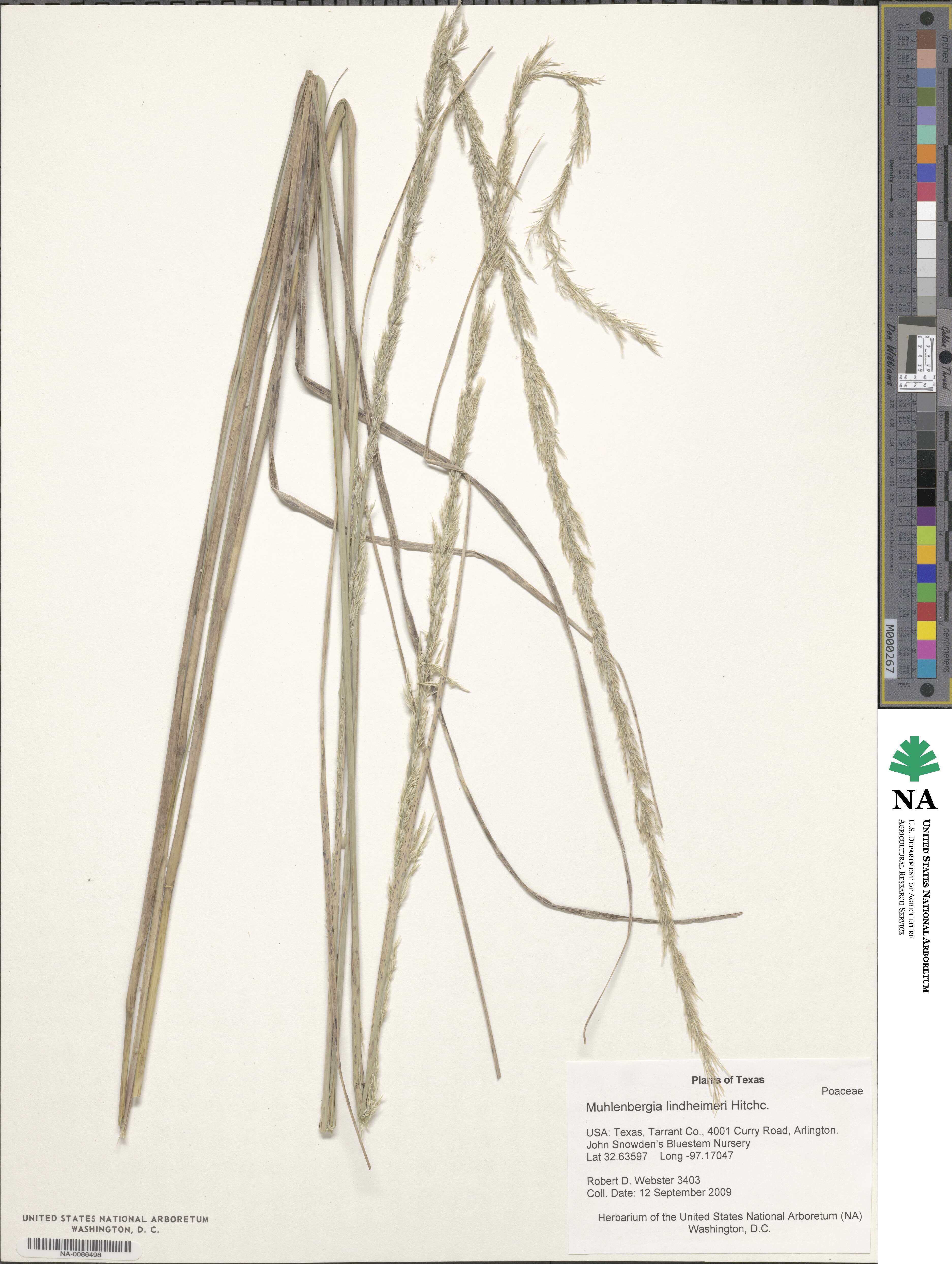 Muhlenbergia lindheimeri image