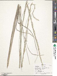 Muhlenbergia lindheimeri image