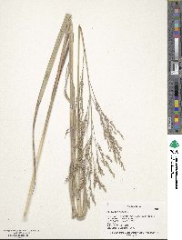 Panicum virgatum image