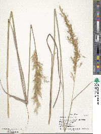 Sorghastrum nutans image