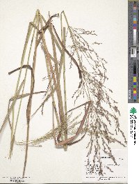 Panicum virgatum image