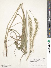 Setaria scheelei image