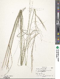 Muhlenbergia emersleyi image