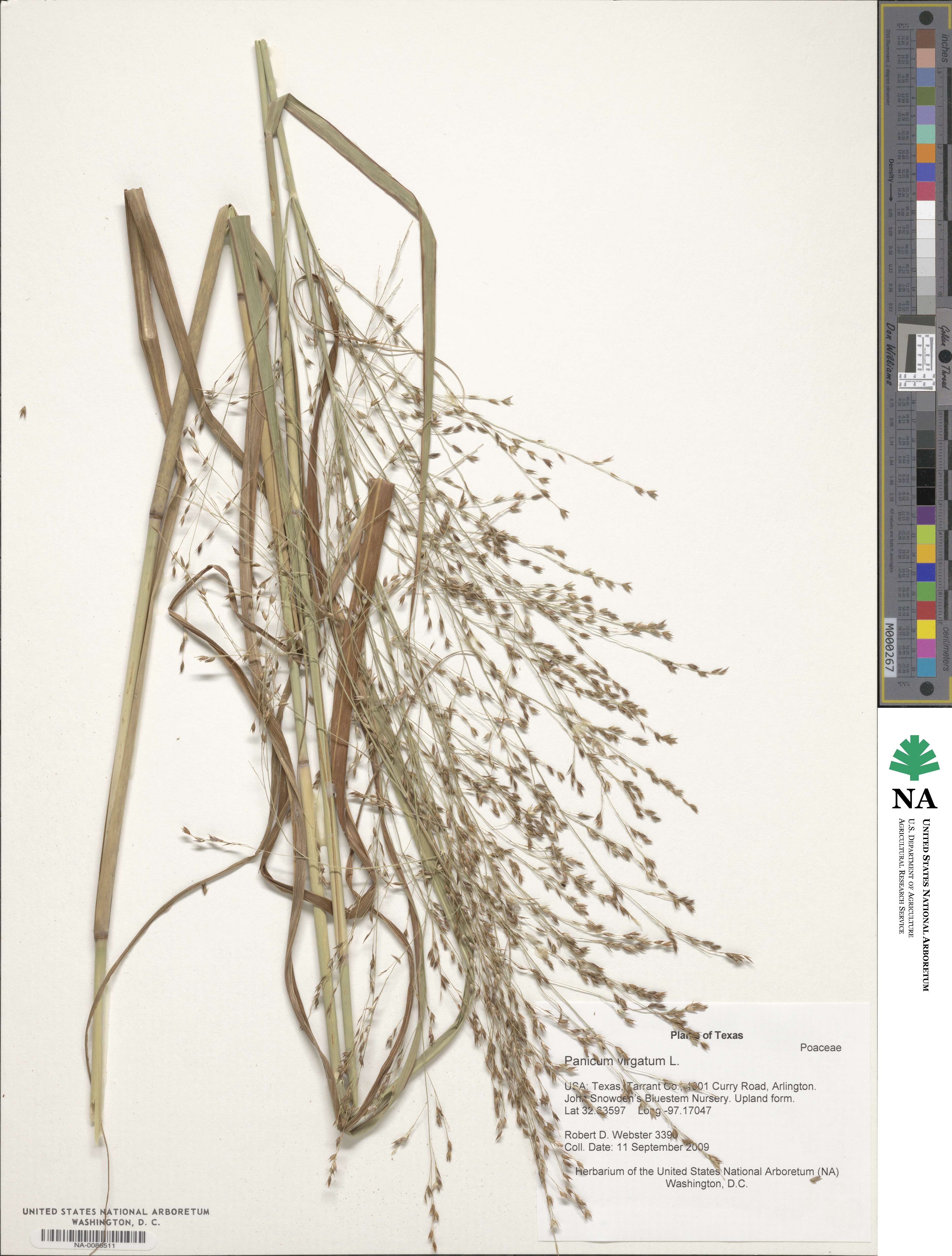 Panicum virgatum image